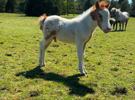 Falabella colt