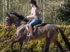 15.3 Mare TB safe sane sound fab all rounder