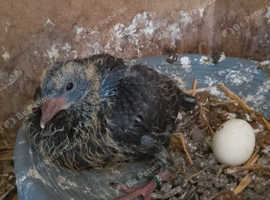 Tippler pigeons for sale