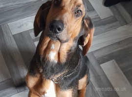 12 month old bloodhound for sale