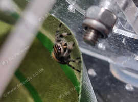 P Regius Jumping Spiders
