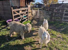Angora Billy Goat