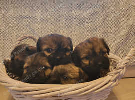 shih tzu cross Cairn puppies