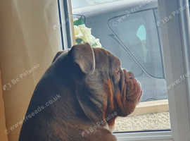 New english bulldog