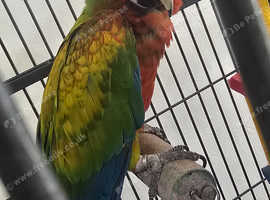 Shamrock macaw