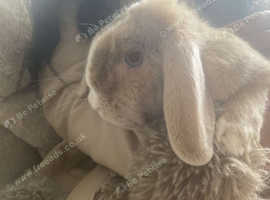 Male rabbit