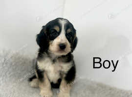 2 stunning colour cockapoo puppies