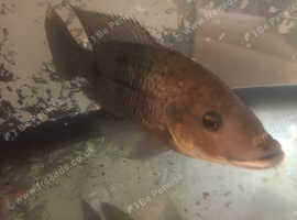 TILAPIA CICHLID (swap or buy)