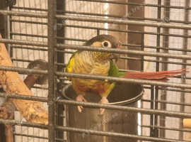 Last years conures for sale