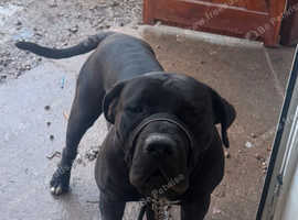 Presa puppy