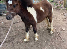 2 one year old geldings