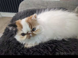 Loving persian kitten