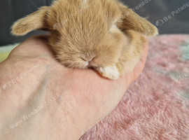 Pure mini lops
