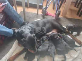 Beautiful Rottweiler puppies for Sale