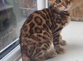 TICA registered, Health screened Bengals