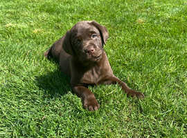 Chunky chocolate health tested hip/elbow scored Labrador puppies