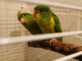 Mountain parakeets 3 looking for a new home