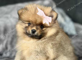 Pomeranian Girl, 1 left . Ready to go new home