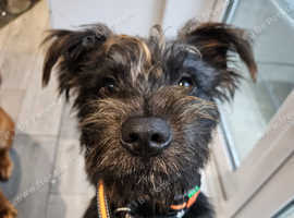 1 year old patterdale
