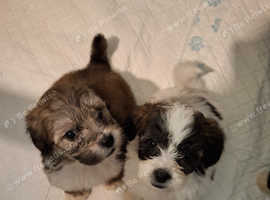 Lhasapoo