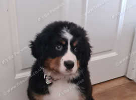 Bernese Mountain female