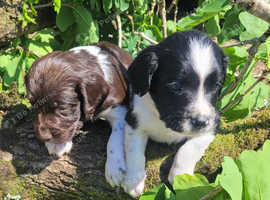 K.c registered Springer spaniels
