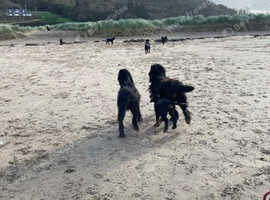 Gordon Setter Pups