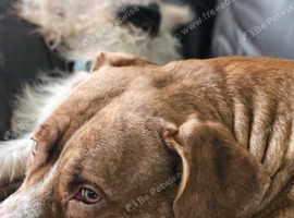 Lovely dog