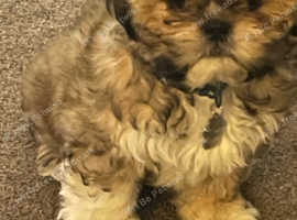 Beautiful little boy needs a new home