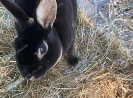 Bunnie