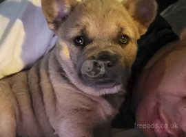 French bulldog 2024 x chow chow