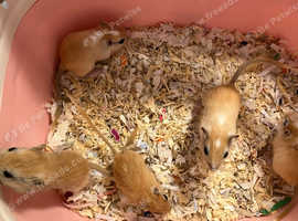 5 Baby gerbils