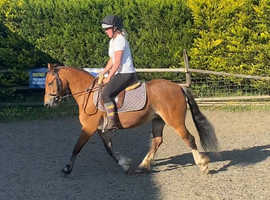 Quality Registered Section C Mare