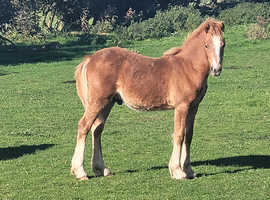 Welsh section c chestnut yearling colt