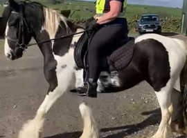 Traditional Cob Mare