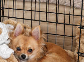 Pomchi and sister