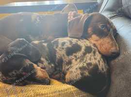 2x miniature Dachshunds mother and daughter