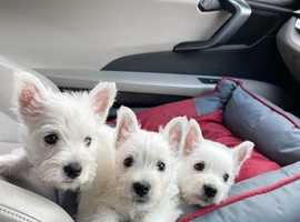 West Highland terrier puppies