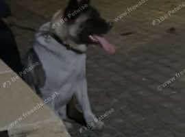 Female American akita