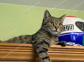 Beautiful 4 year old female tabby