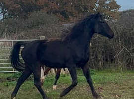 Beautiful allrounder