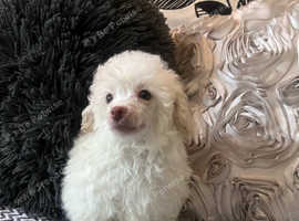 2 male poodle puppies available now