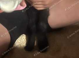 7 week old black lamb bottle fed ideal child's pet