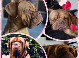 Beautiful Chunky KC PUPS..