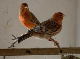 Male Red Agate Canary