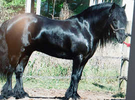 wanted - Dales pony (mare or gelding).