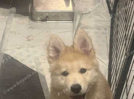 Northern shepherd. Northern innuit x gsd # shepski