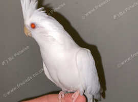 Pure white tamed cockatiel