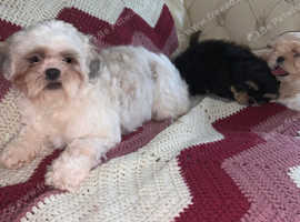 Shih tzu mix hot sale puppies near me