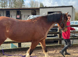 Rising 3 Welsh Section D Mare